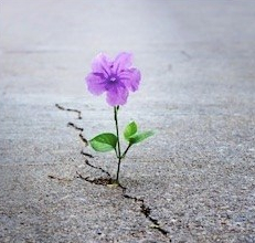 flower-through-the-crack-e1535130634263.jpg