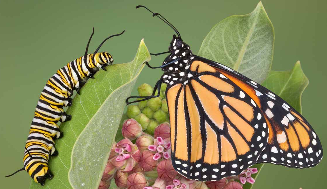 Caterpiler and Butterfly